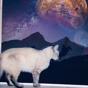 Meet your Posher, Willow